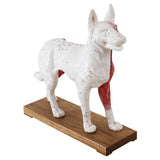 Akupunktur-model: hund (H25 x L27 cm)